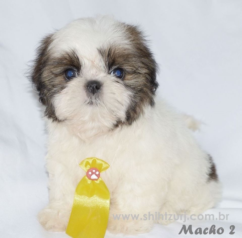 shih tzu filhote preço